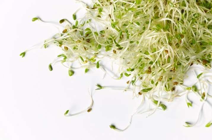 Germinados, la fuerza de la vida - Veritas