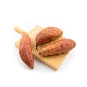 Boniato ECO
