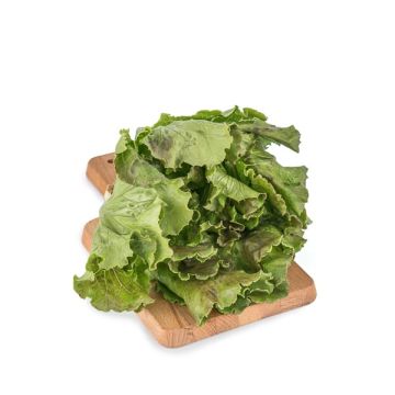 Lechuga maravilla pza ECO