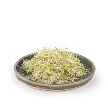 Alfalfa rúcula Germ Veritas 50gr ECO