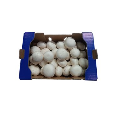Champiñón blanco GR ECO
