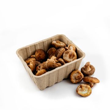 Shiitake 200grECO