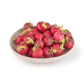 Rabanito bandeja 180g ECO