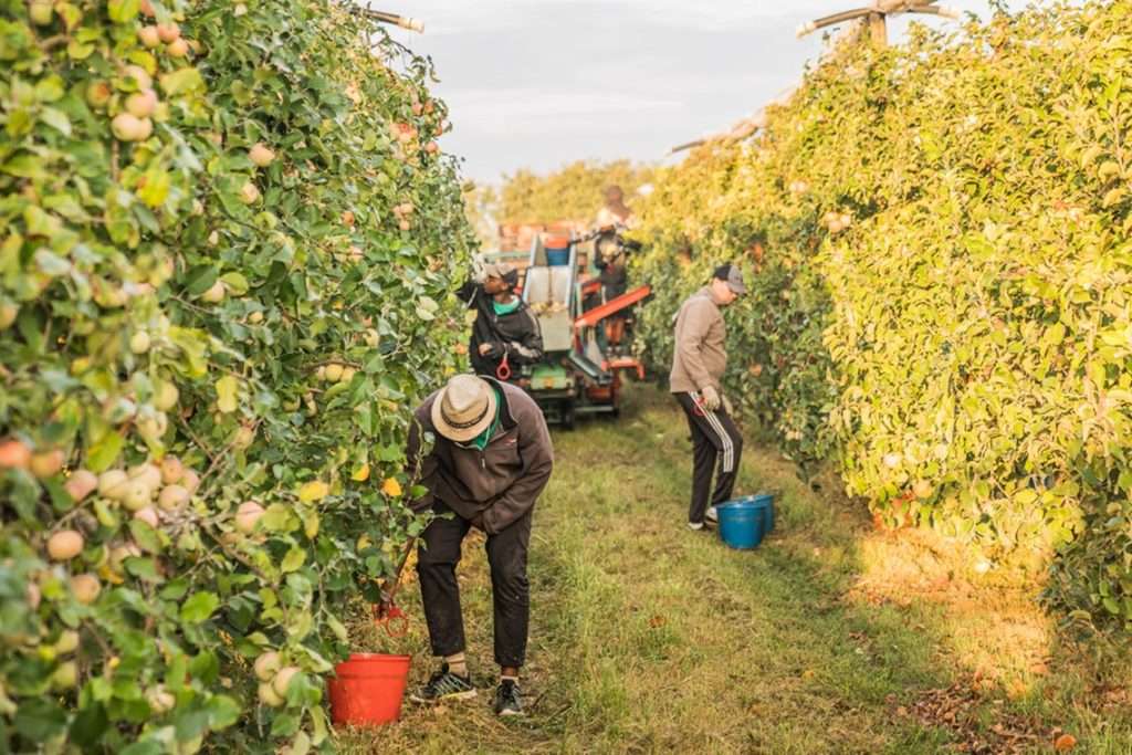 Pomona Fruits - Agricultura ecològica, regenerativa i biodinàmica - Companys de viatge - Supermercats ecològics Veritas