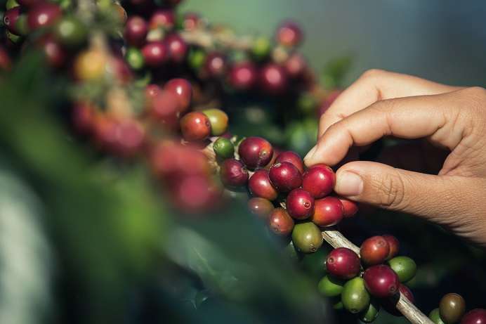 Botiquín natural para controlar tu peso - Veritas