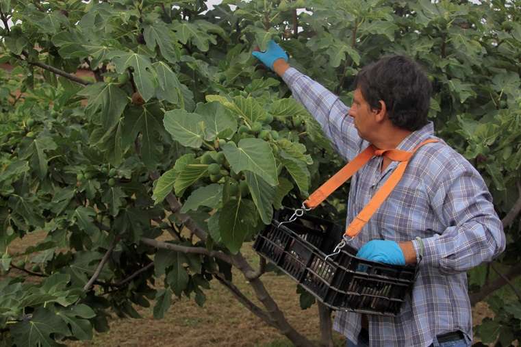 Higos de Lleida con certificación ecológica y biodinámica - Veritas