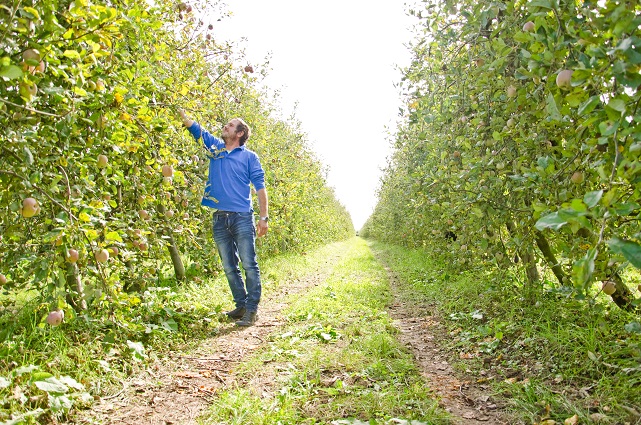 Manzanas ecológicas de Lleida - Veritas