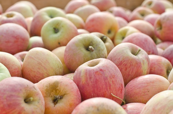 Manzanas ecológicas de Lleida - Veritas