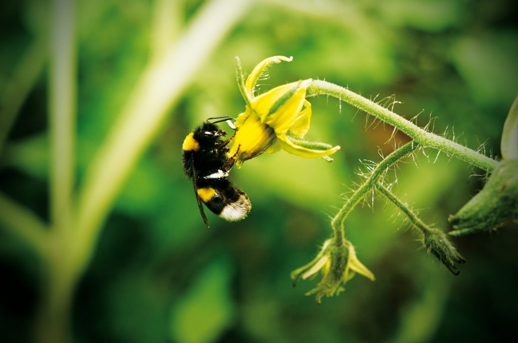 Abeja polinizando