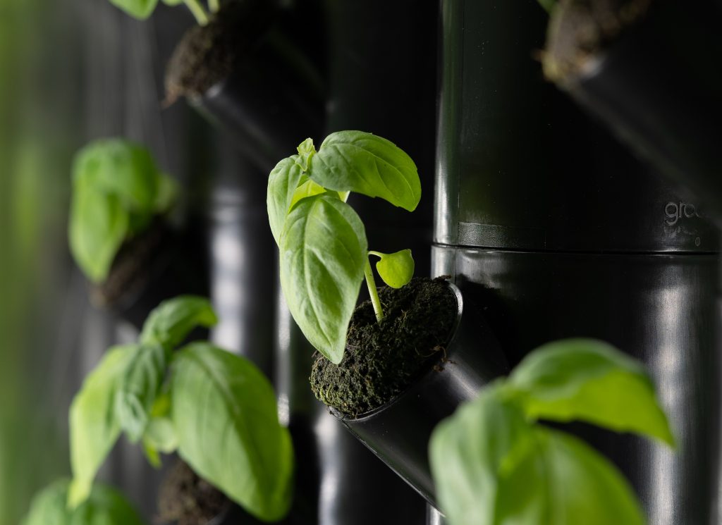 Albahaca cultivada en un huerto vertical - Groots