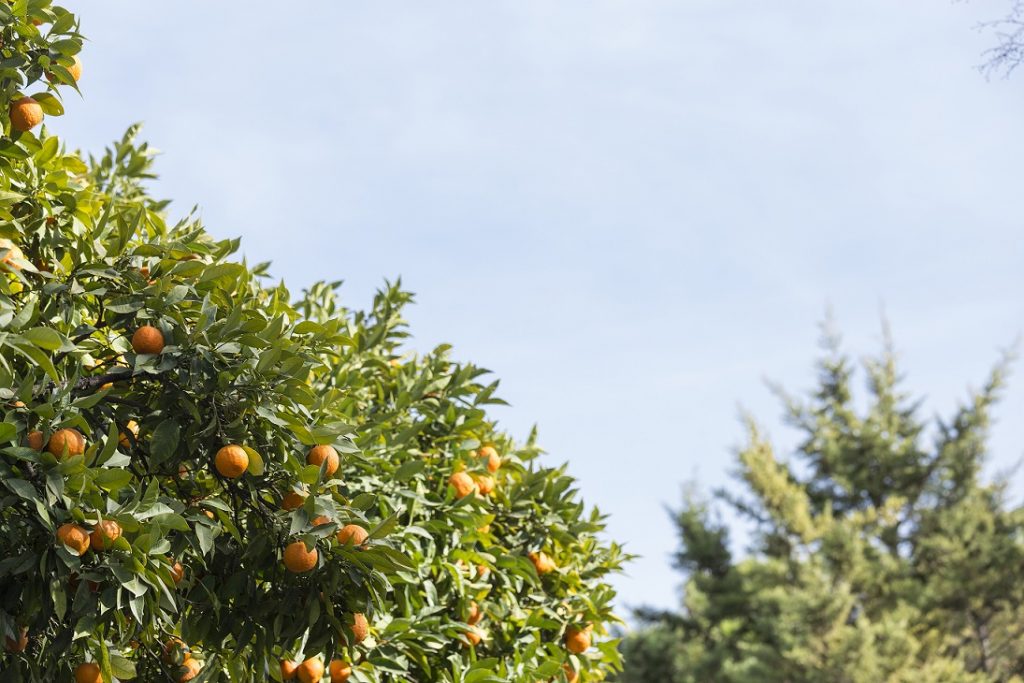 Taronges Biorange - Companys de viatge - Veritas