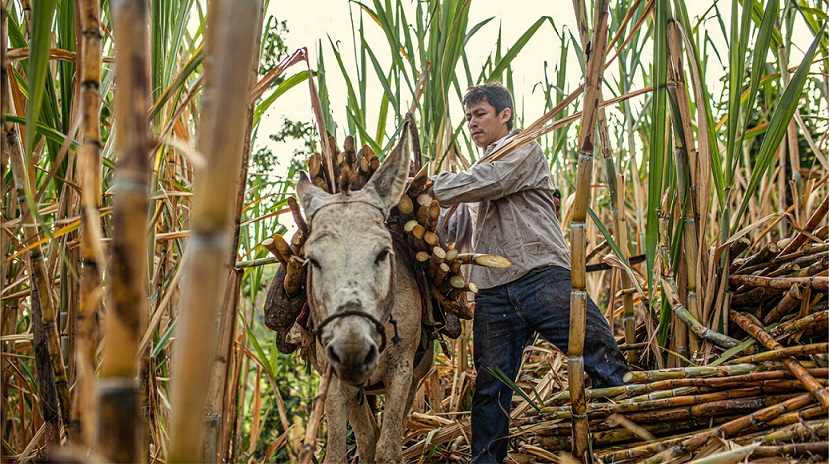 Tres años de alianza con Oxfam Intermón - Ahora en Veritas - Veritas