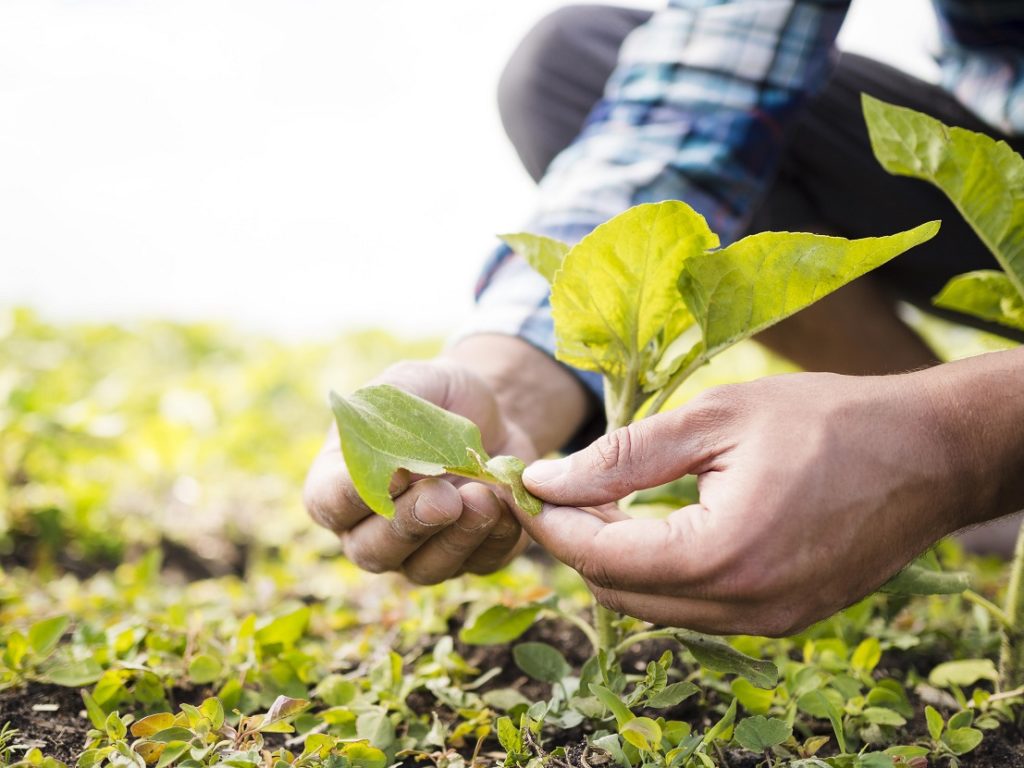 La dieta ecològica redueix un 25% el risc de càncer - Estudis - Veritas