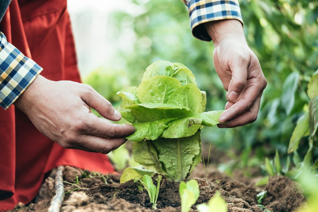 Agricultura ecològica - ABC del producte ecològic - Veritas