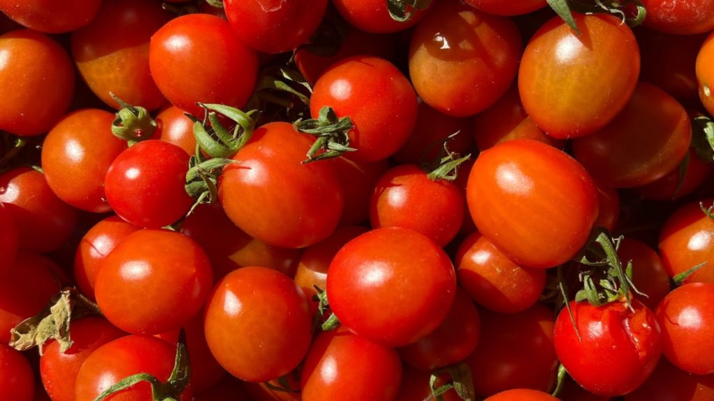 Estudio de tomates ecológicos - Veritas