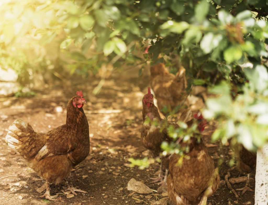 Gallines ecològiques - Veritas