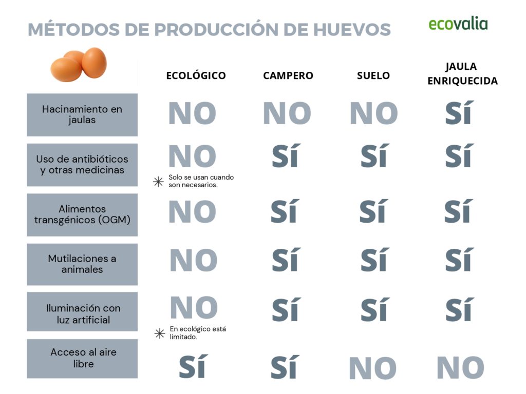 Métodos de producción de huevos - Ecovalia - Veritas