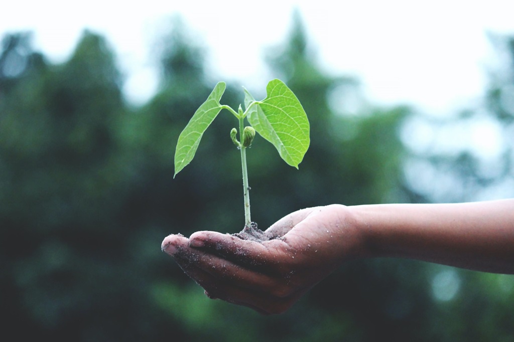 El cultivo ecológico reduce las emisiones de carbono -  Estudios sobre cambio climático - Veritas
