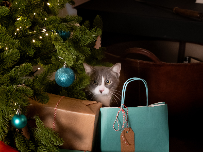 Cómo mantener tu árbol de Navidad a salvo de tu gato curioso - Consejos - Veritas