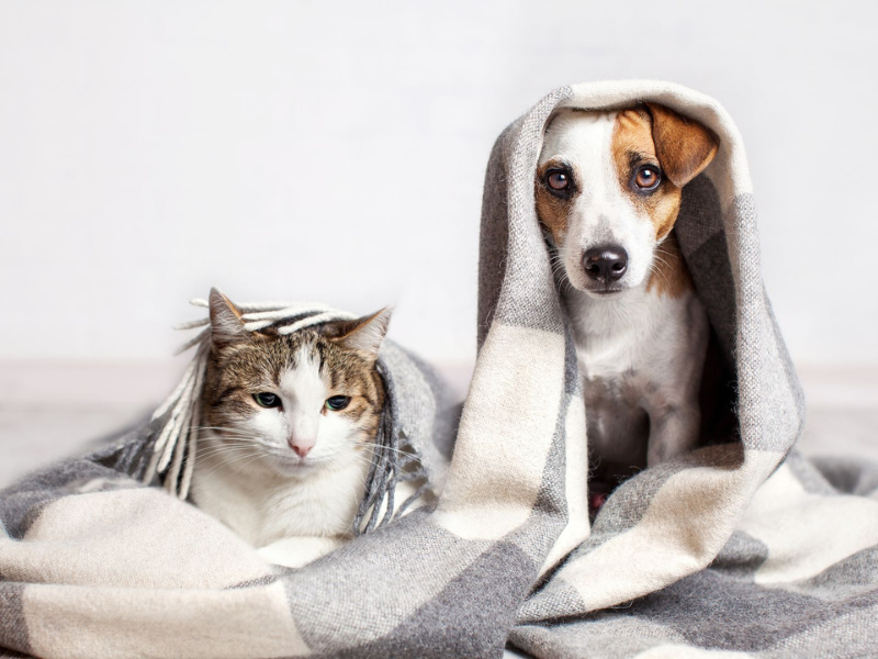 ¿Sabías que los perros se resfrían igual que nosotros? - Consejos - Veritas