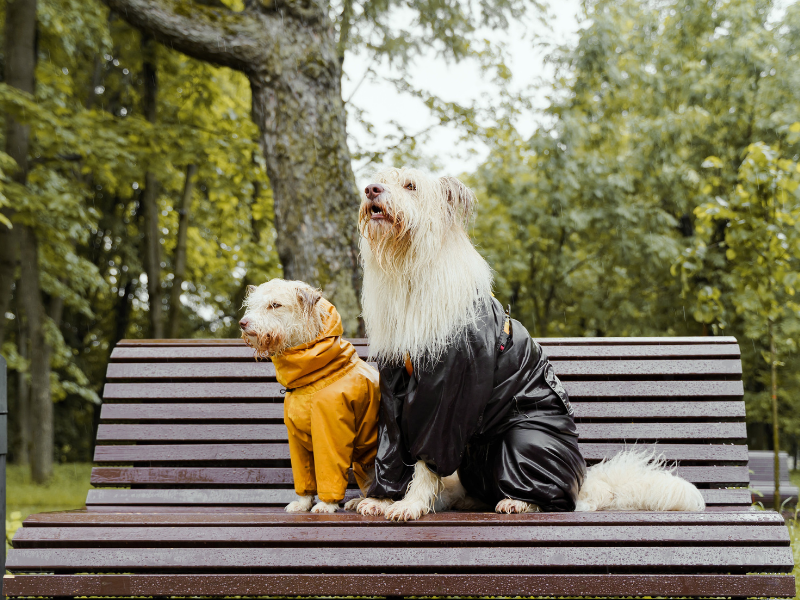 ¿Sabías que los perros se resfrían igual que nosotros? - Consejos - Veritas 