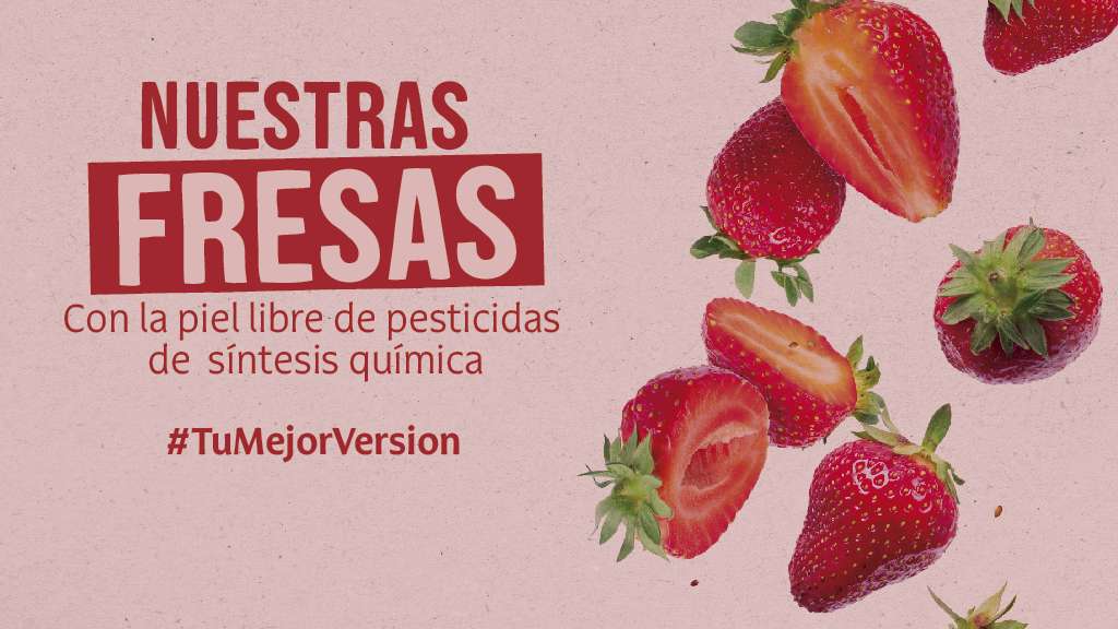 Fresas ecológicas - Nuestras fresas - Campaña febrero 2024 - Veritas