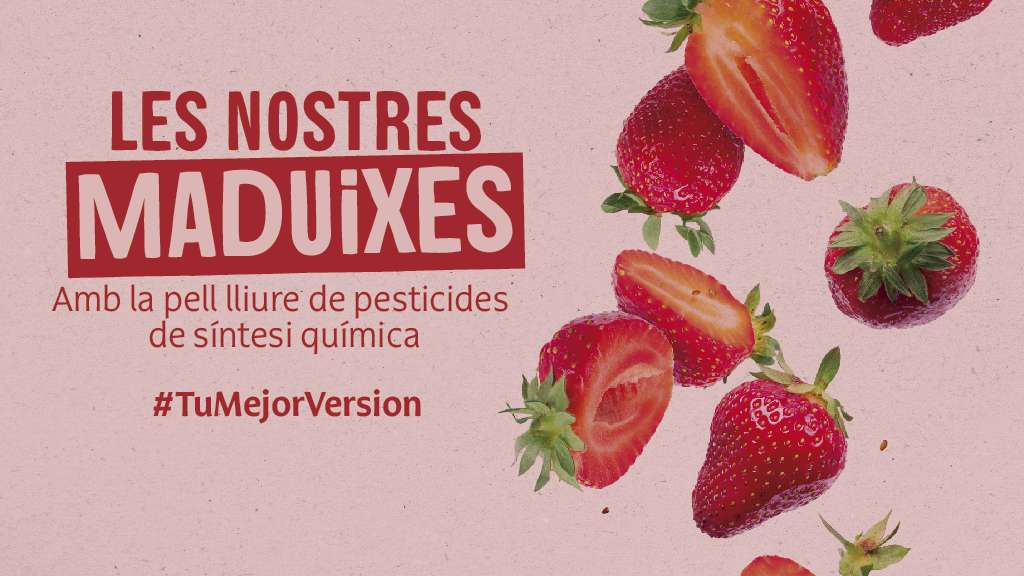 Maduixes ecològiques - Les nostres maduixes - Campanya febrer 2024 - Veritas