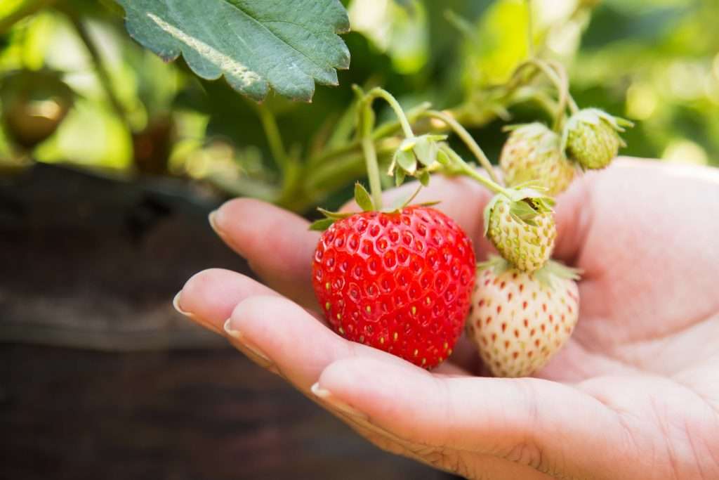 Fresas ecológicas, un tesoro antioxidante - Estudios - Veritas