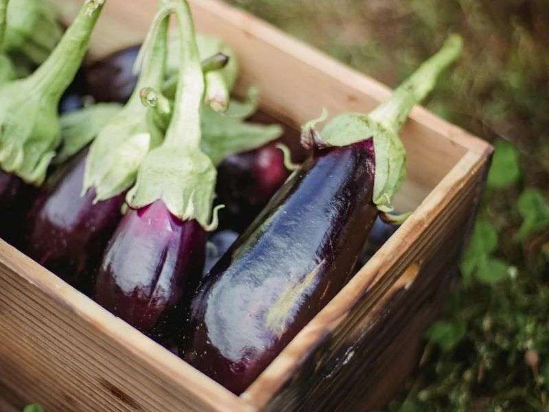 La berenjena ecológica, una verdura con poder antioxidante