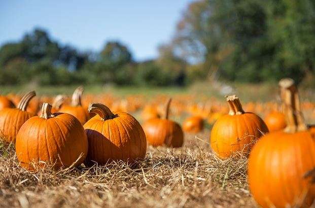 Calabaza ecológica más antioxidantes - Estudios - Veritas
