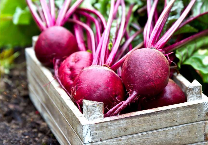 Remolatxa - Diccionari d'aliments - Veritas