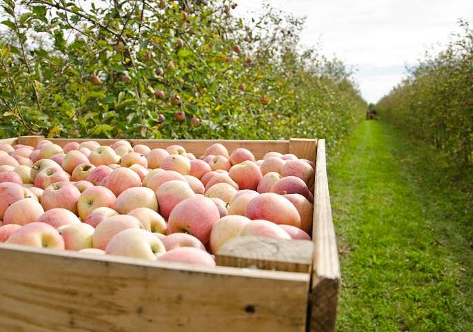Las manzanas ecológicas aportan más minerales - Estudios - Veritas