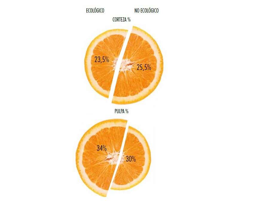 Naranjas ecológicas - Veritas