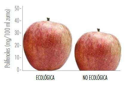 Polifenoles en las manzanas - Estudios - Veritas